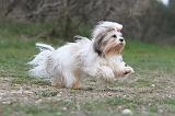 LHASSA APSO 087